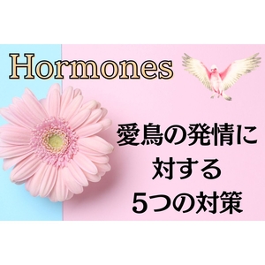 「愛鳥の発情について。5 つの方法」の画像