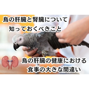 「健康チェック：鳥の肝臓と腎臓について知っておくべきこと」の画像