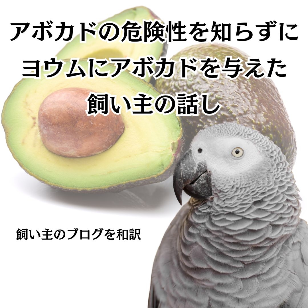 「知らずにアボカドをヨウムに与えてしまった話」の画像